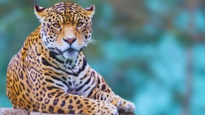 India's Leopard Trail: Top 5 Destinations for Guaranteed Sightings