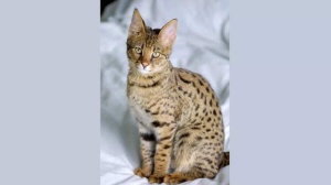 World's Most Expensive Cat Breeds: From Ashera's $125K Price Tag to Striking Savannahs