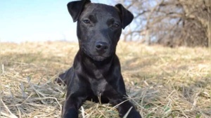 Expert Warns: These 3 Dog Breeds Are Not Ideal for First-Time Owners (and Why)