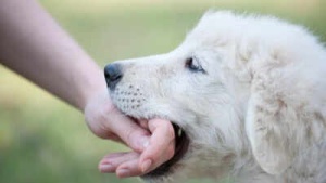 Dog Bite Emergency: Critical First Steps to Prevent Rabies Infection