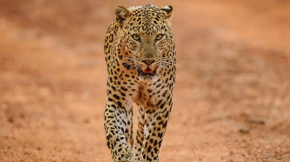 Granite hills of Jawai Leopard Reserve in Rajasthan