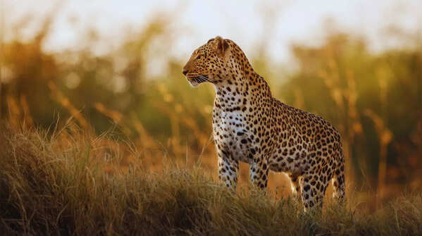 Leopard in Kabini Wildlife Sanctuary, Karnataka
