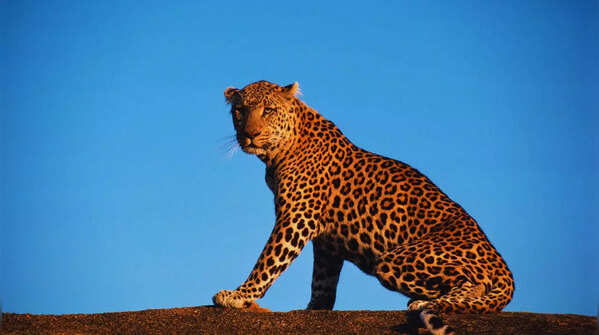 Leopard resting on rocks in Bera, Rajasthan