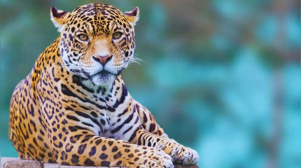Leopard in its natural habitat in India