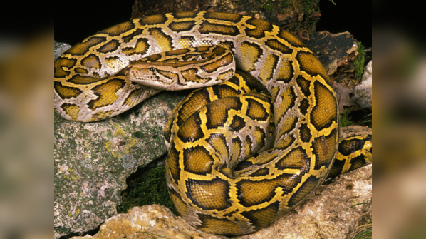 Indian Python coiled in a forest setting