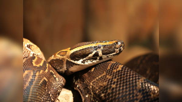 An African Rock Python hunting in its natural habitat