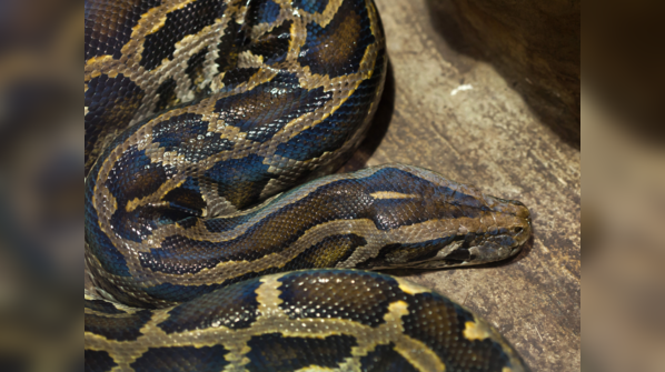 Burmese Python in a marsh environment