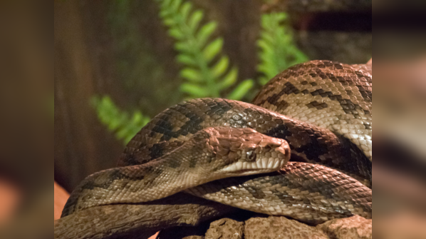 Amethystine Python showcasing its iridescent scales