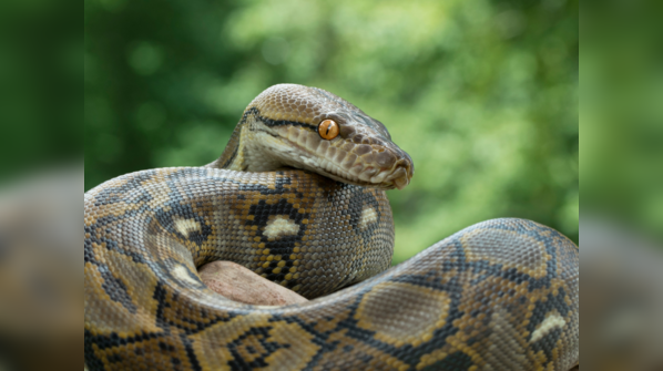 Reticulated Python displaying its intricate skin pattern