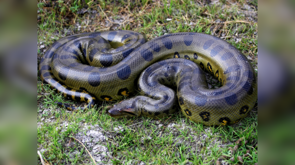 A massive Green Anaconda lurking in the Amazon river