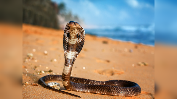 A majestic King Cobra displaying its hood