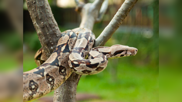 Boa Constrictor camouflaged in the rainforest