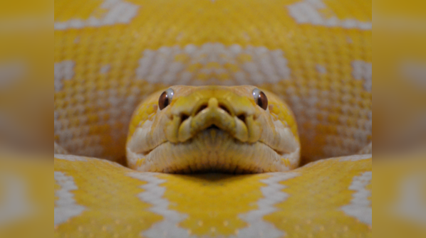 The Yellow Anaconda hunting in the wetlands