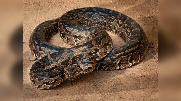 A Southern African Rock Python basking in its habitat