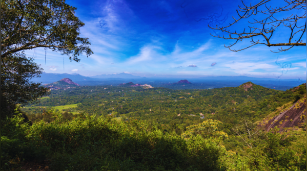 The lush greenery surrounding Lakkidi Gateway in Wayanad, Kerala.