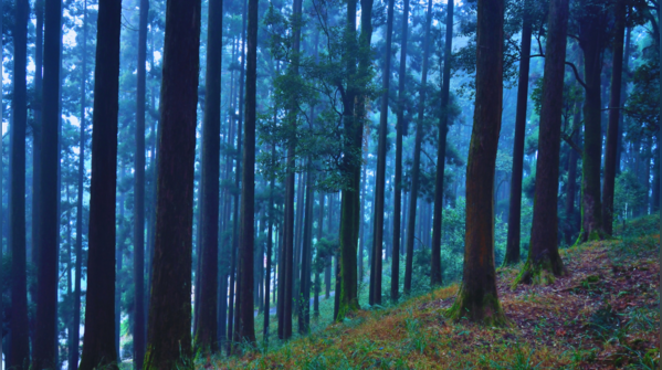A misty road in Dow Hill, Kurseong, West Bengal.