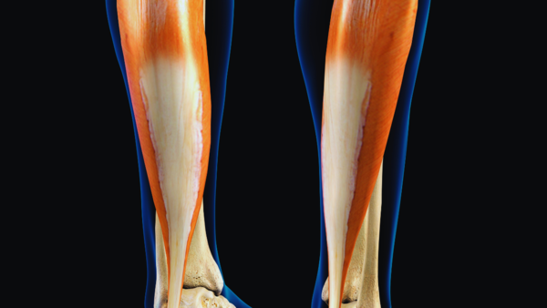 Diagram of the soleus muscle in the lower leg